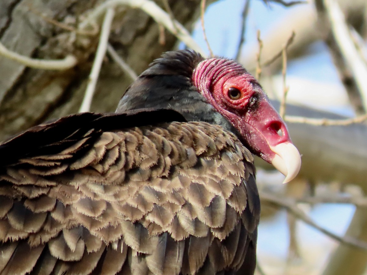 Turkey Vulture - ML336429231
