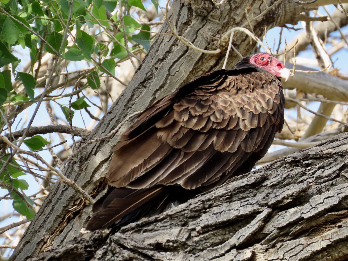 Turkey Vulture - ML336429271