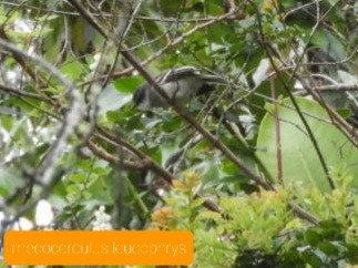 White-throated Tyrannulet - Lacides Oviedo