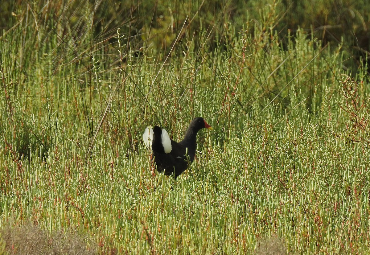 Eurasian Moorhen - ML33642981