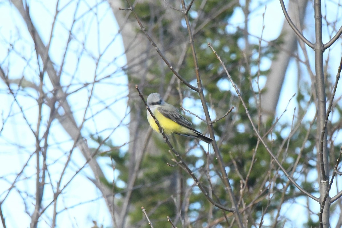 Western Kingbird - ML336430481
