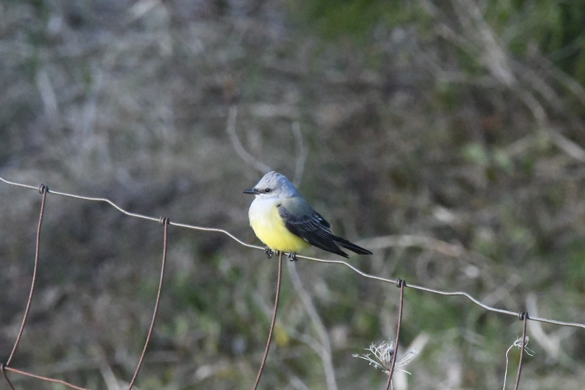 Western Kingbird - ML336430591