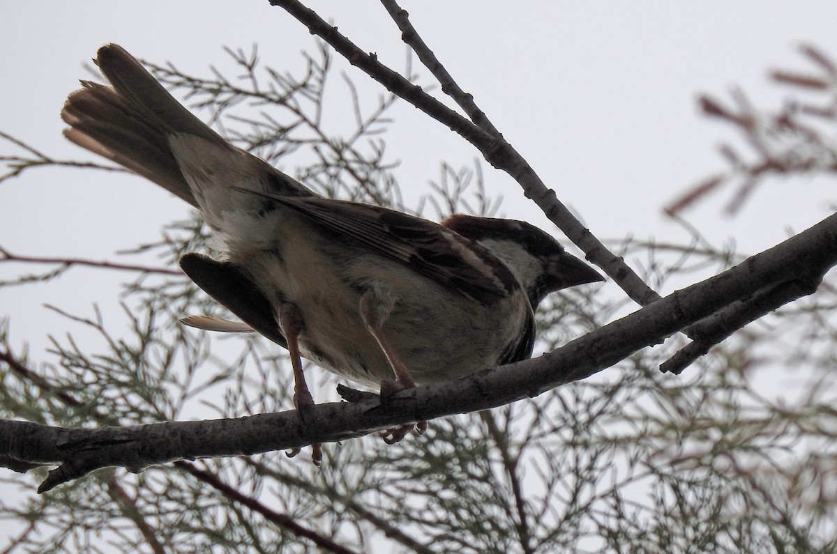 House Sparrow - ML33643071