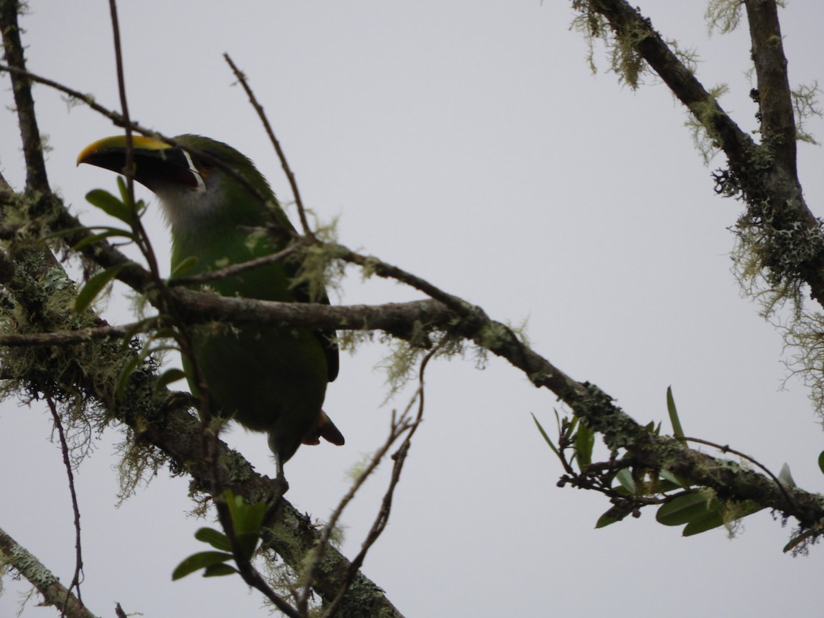 Southern Emerald-Toucanet - Lacides Oviedo