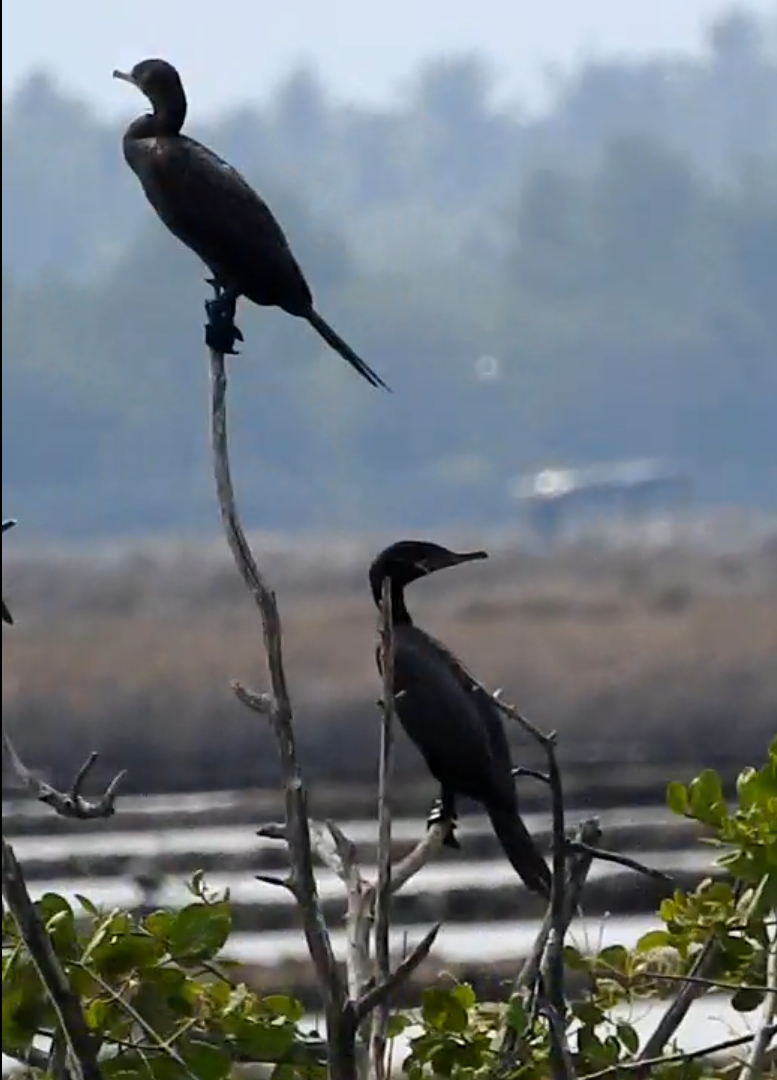 Neotropic Cormorant - Johny Martínez