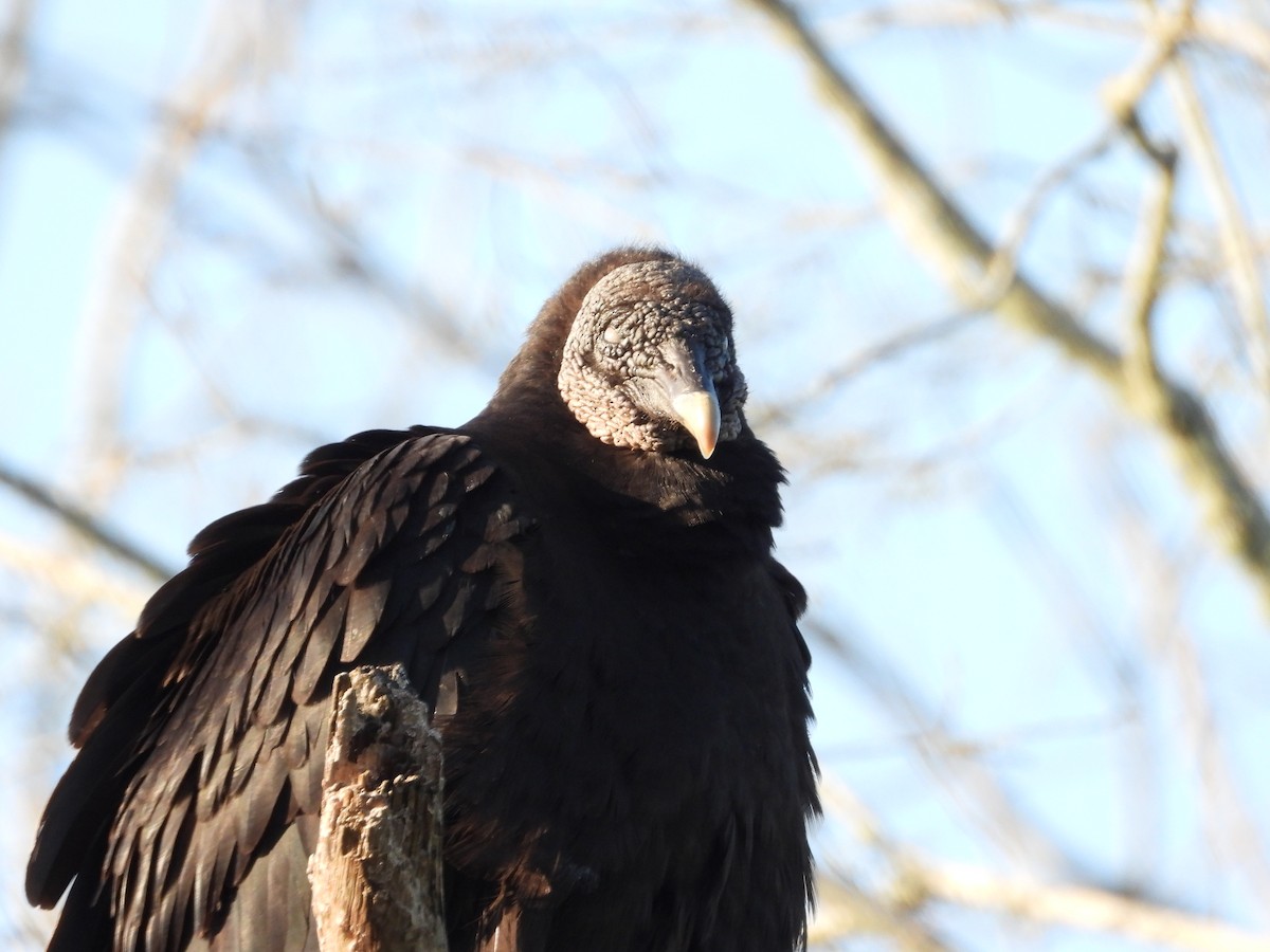 Black Vulture - ML336432261