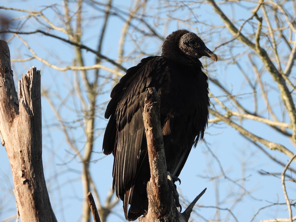 Black Vulture - ML336432271