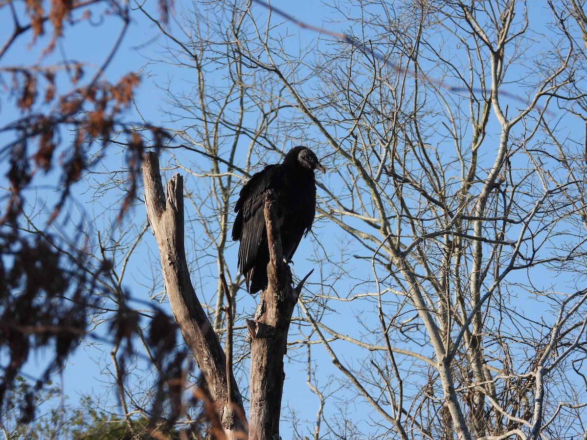 Black Vulture - ML336432281