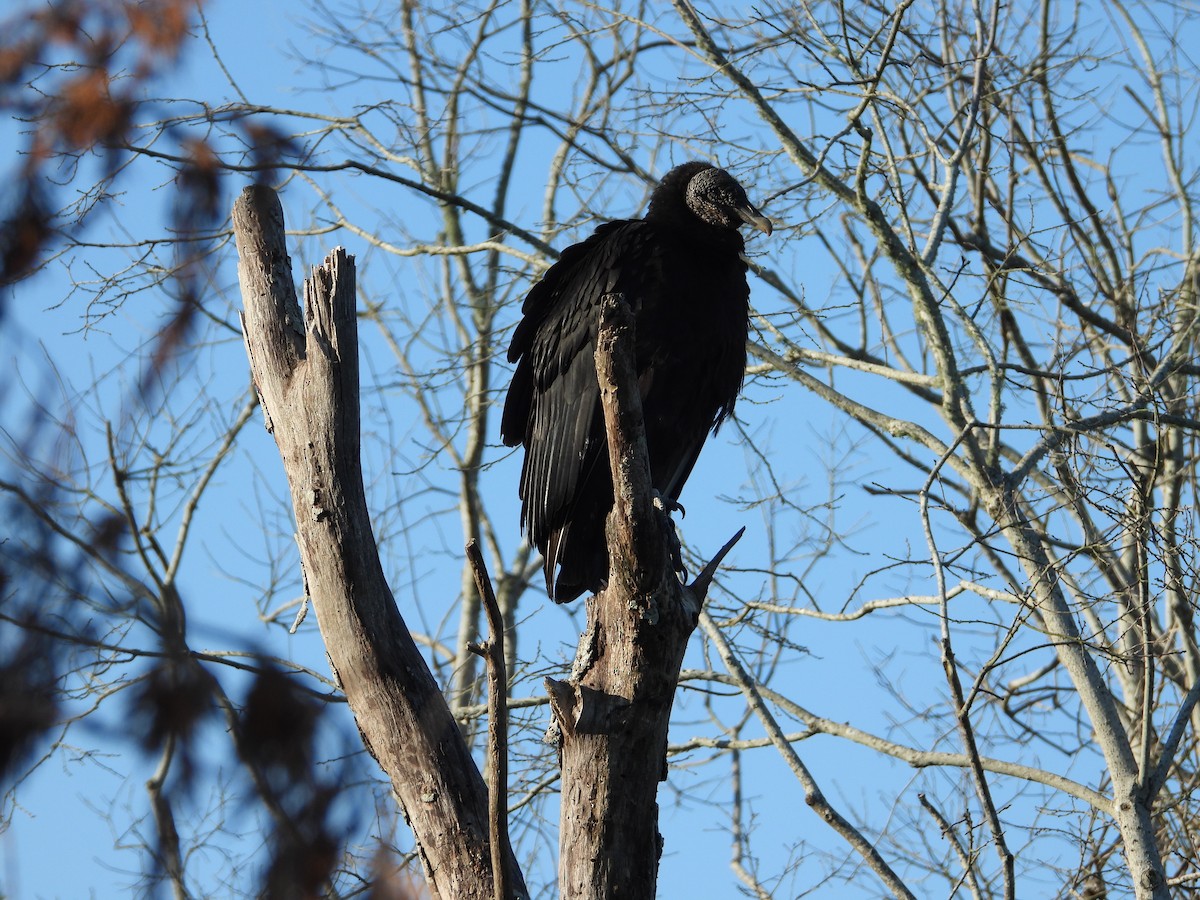 Black Vulture - ML336432301