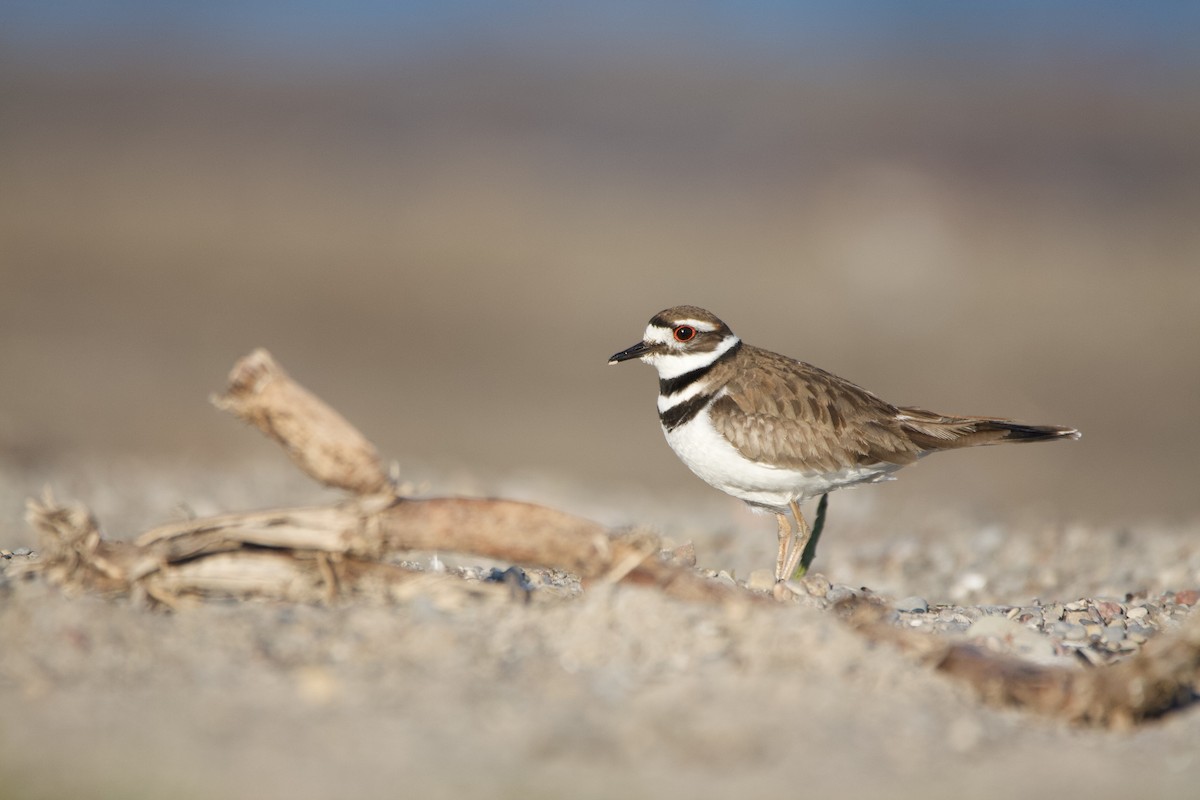 Killdeer - Makail Johannesson