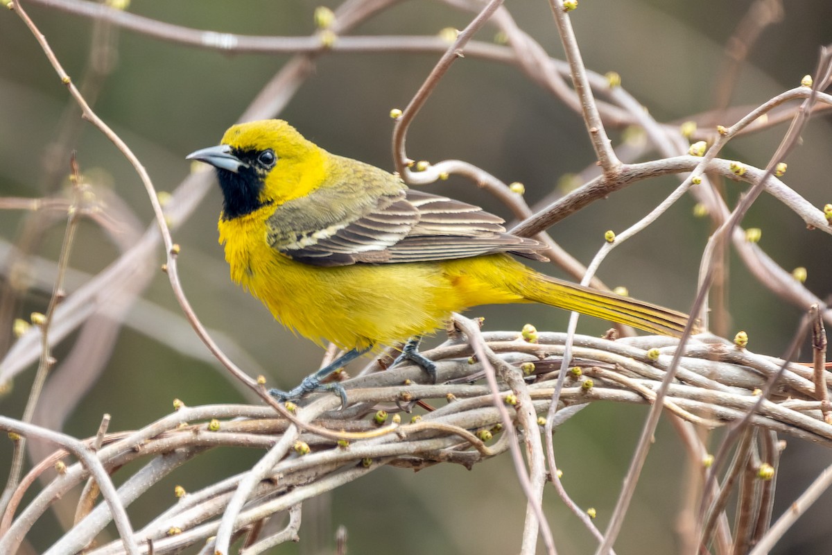 Orchard Oriole - John Haig