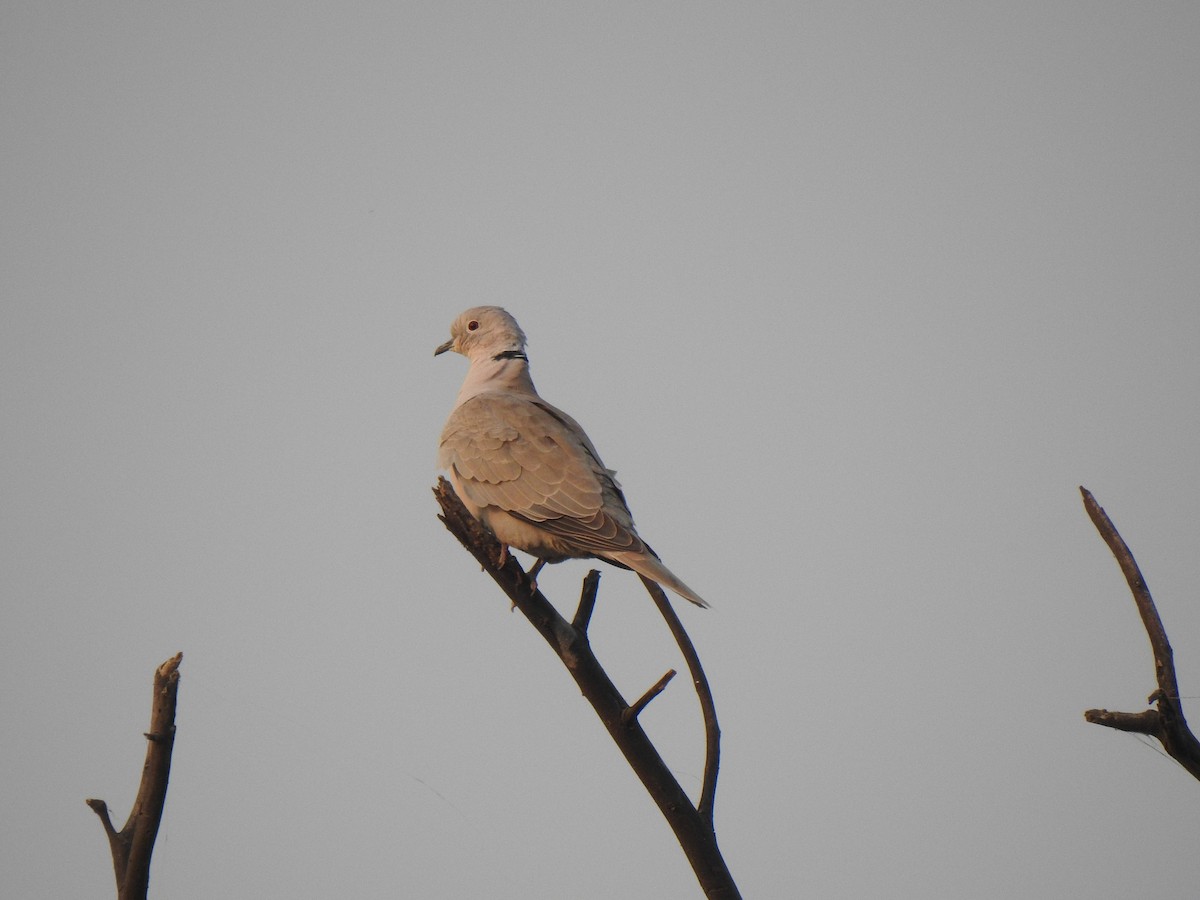 Eurasian Collared-Dove - Rama M V