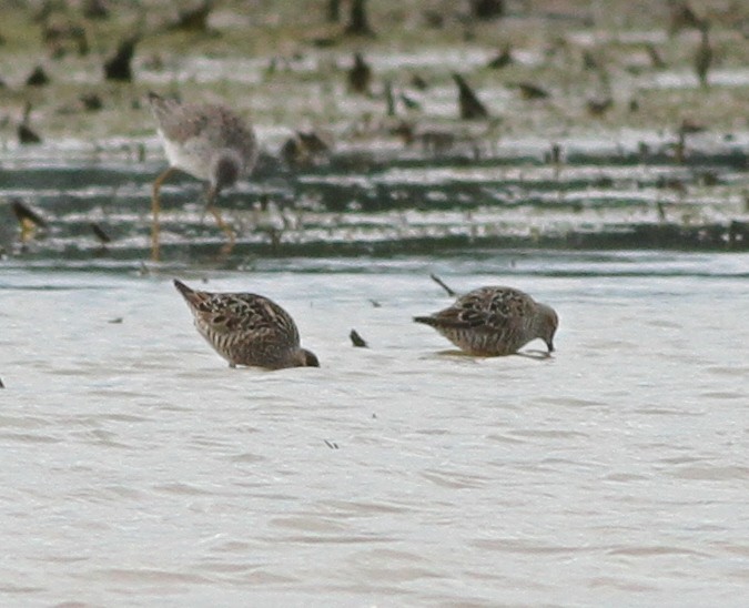 Stilt Sandpiper - ML336434531