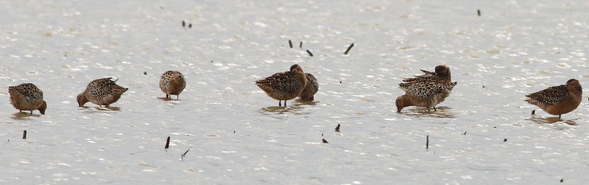 Short-billed Dowitcher - Brainard Palmer-Ball