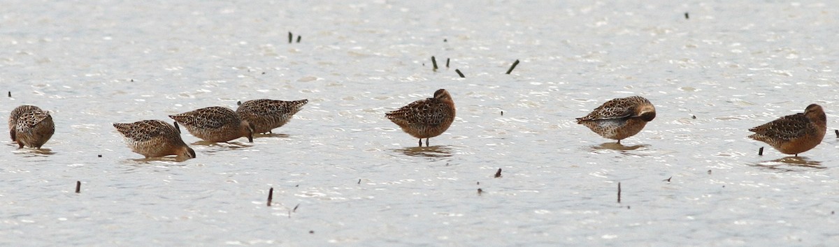 Short-billed Dowitcher - ML336434801