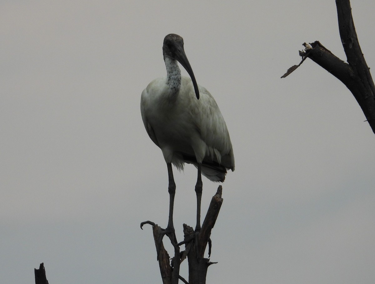 Ibis à tête noire - ML336434851