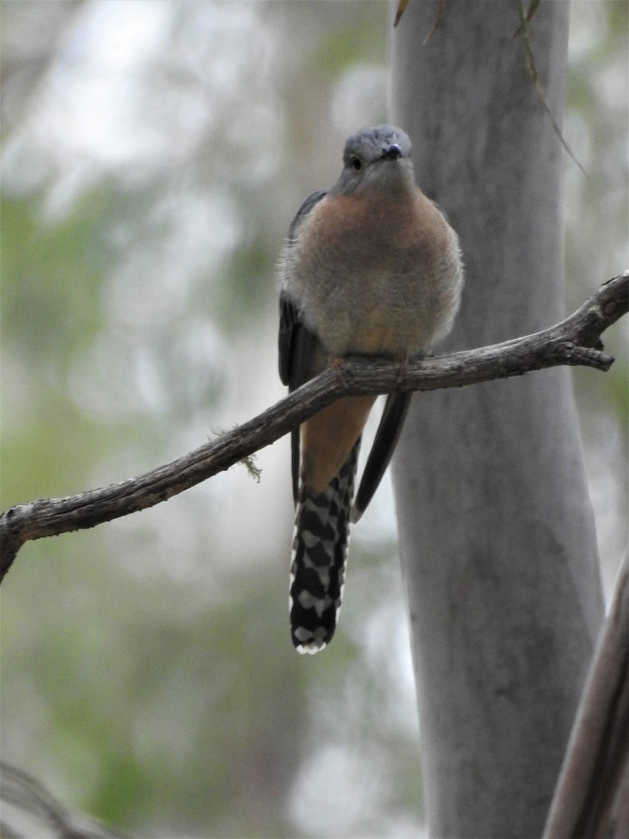 Fan-tailed Cuckoo - David Eddington