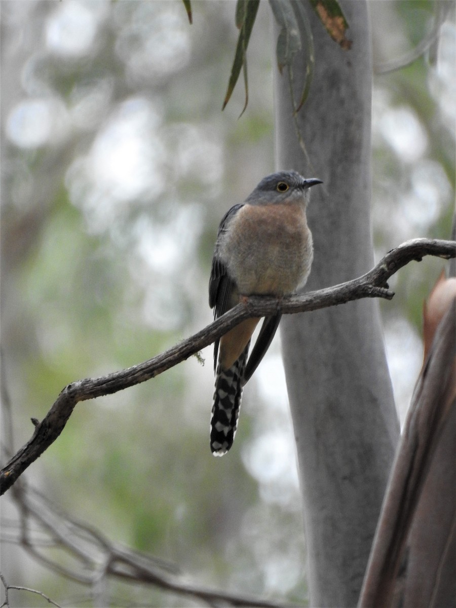 Fan-tailed Cuckoo - David Eddington