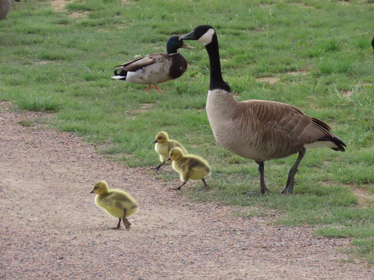 Canada Goose - Erin Watson