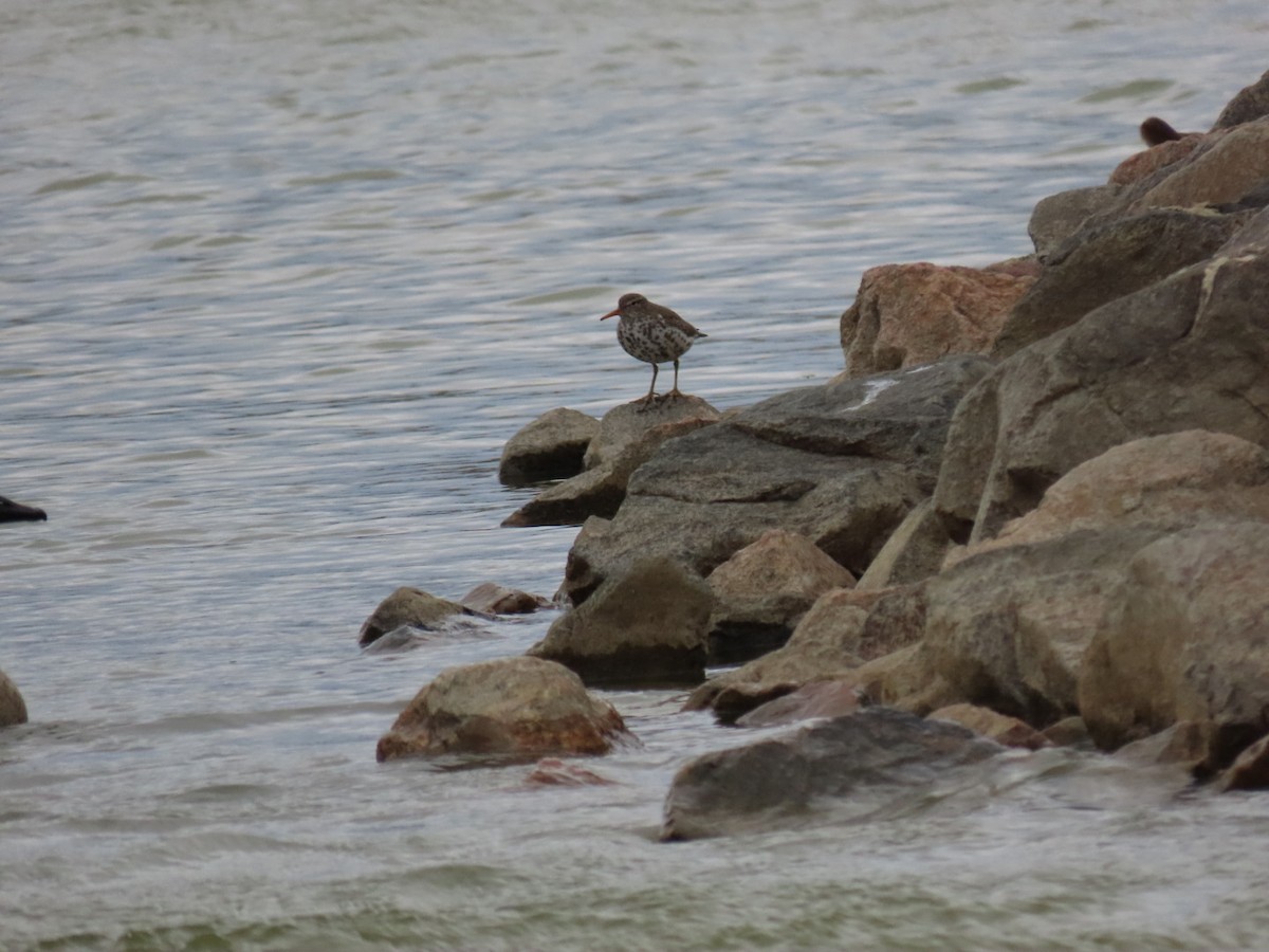 Spotted Sandpiper - ML336436801