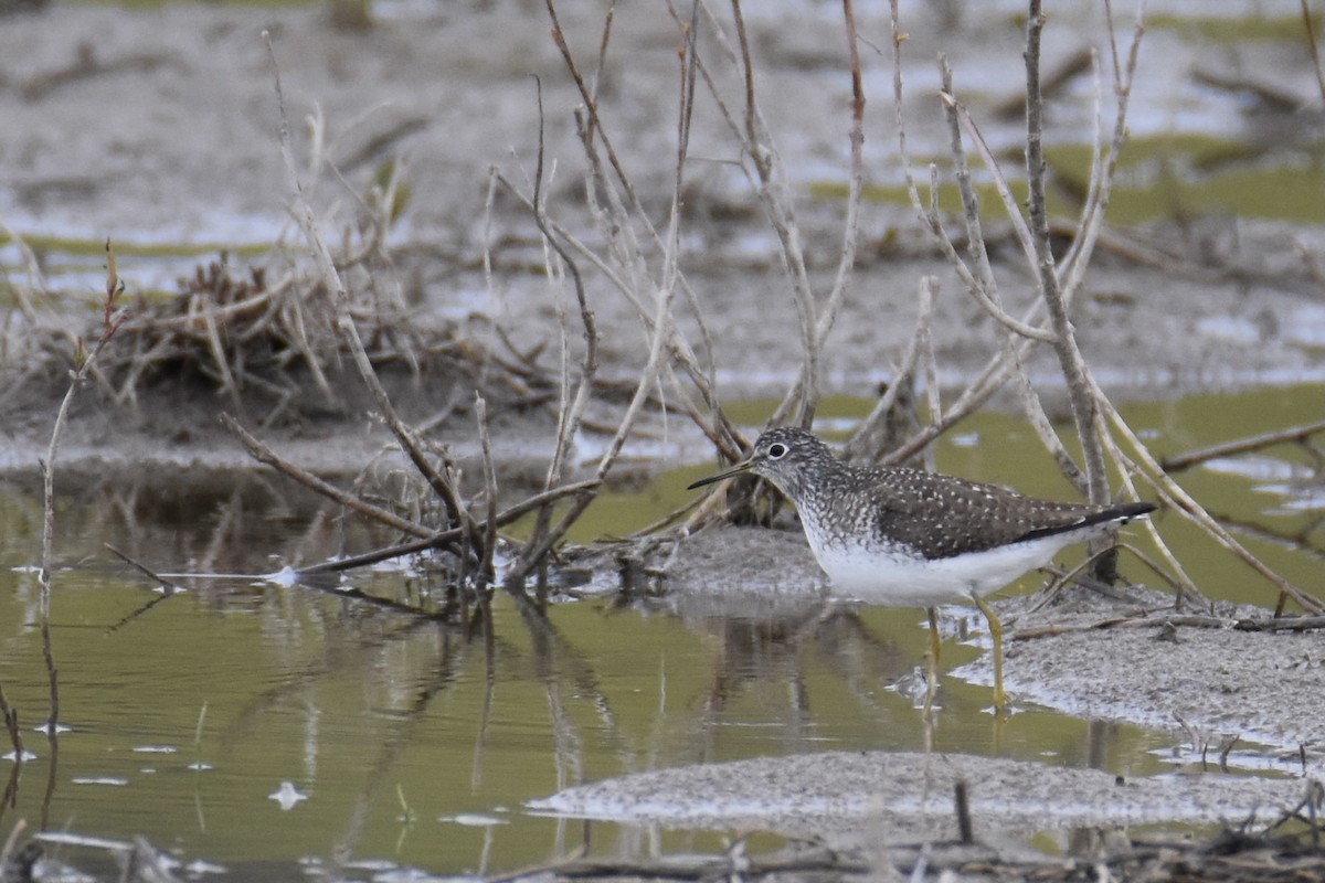 Solitary Sandpiper (solitaria) - ML336437091