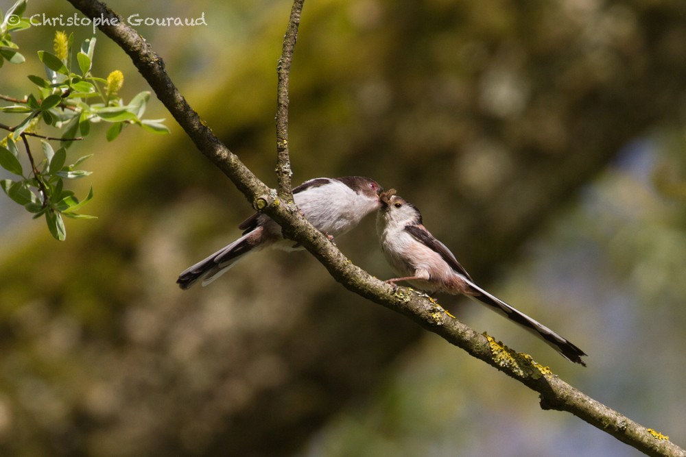 Long-tailed Tit - ML336439101