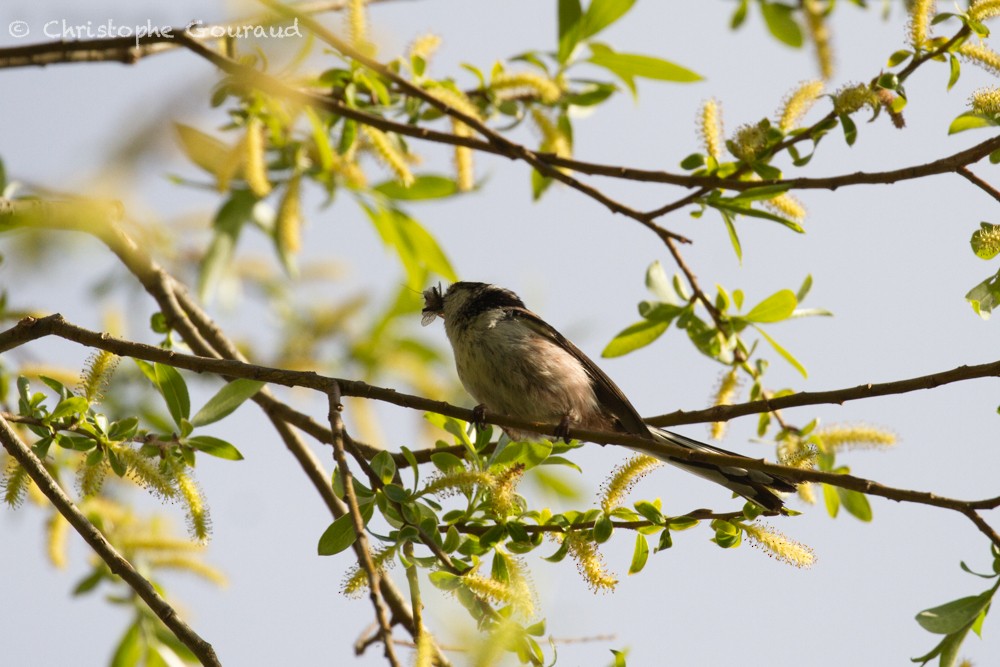 Long-tailed Tit - ML336439121