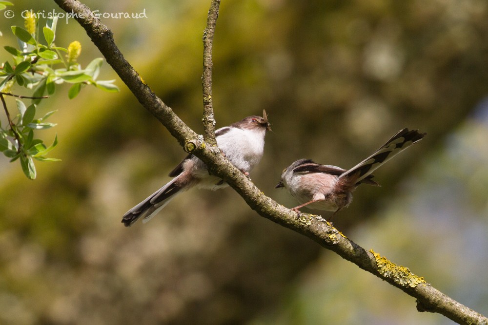 Long-tailed Tit - ML336439131