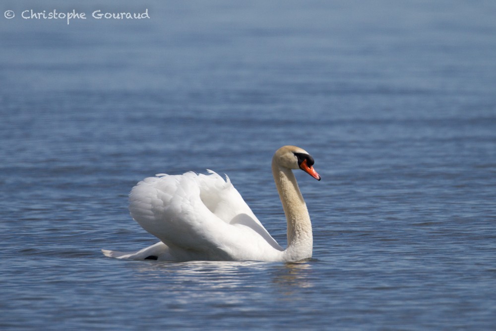 Cygne tuberculé - ML336440451