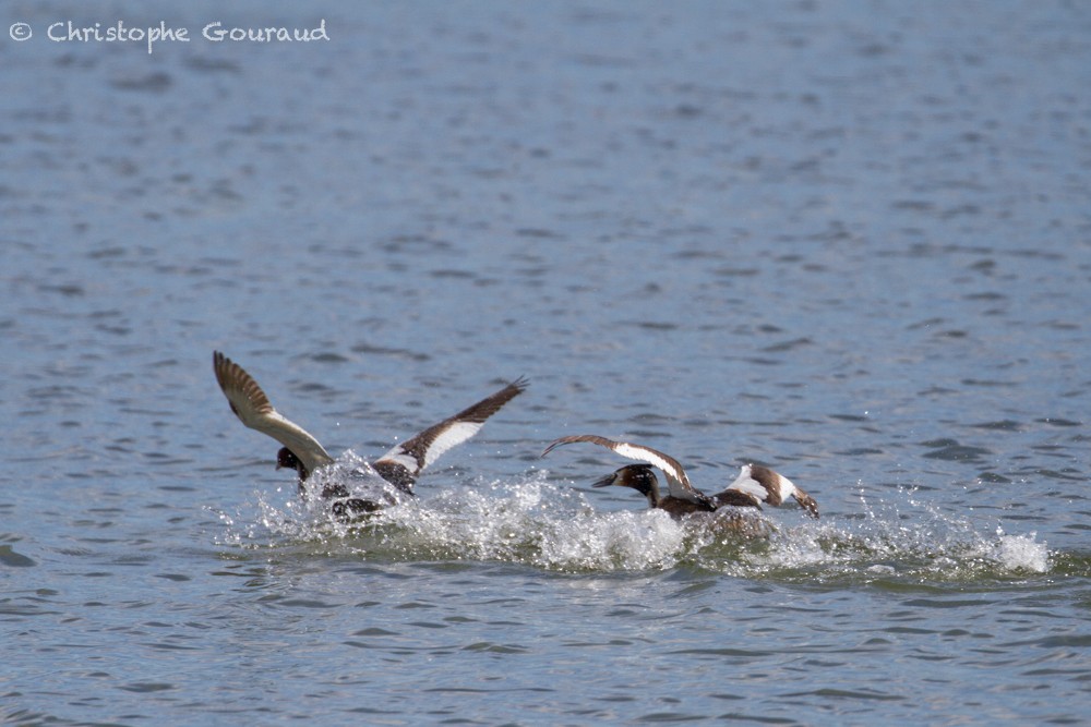 Great Crested Grebe - ML336440511