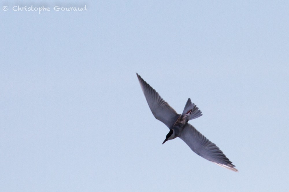 Whiskered Tern - ML336440651