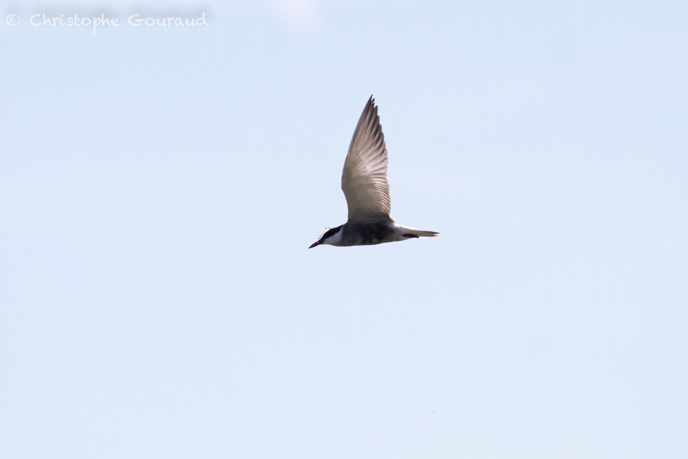 Whiskered Tern - ML336440721