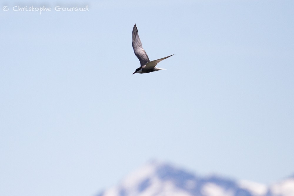 Whiskered Tern - ML336440741