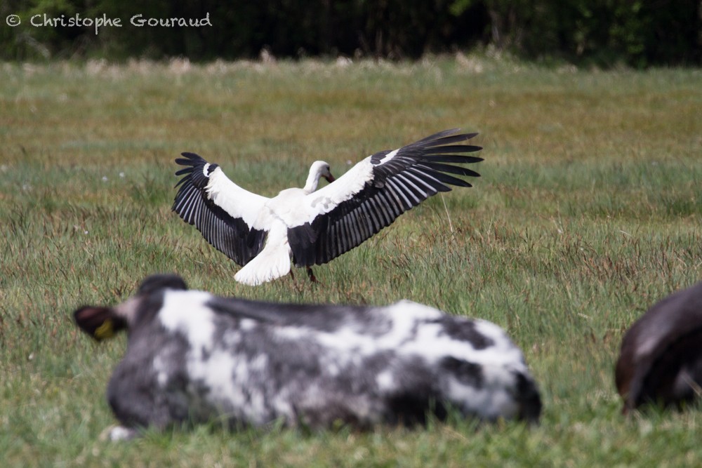 Cigogne blanche - ML336440841