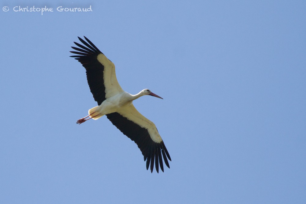 White Stork - ML336440851