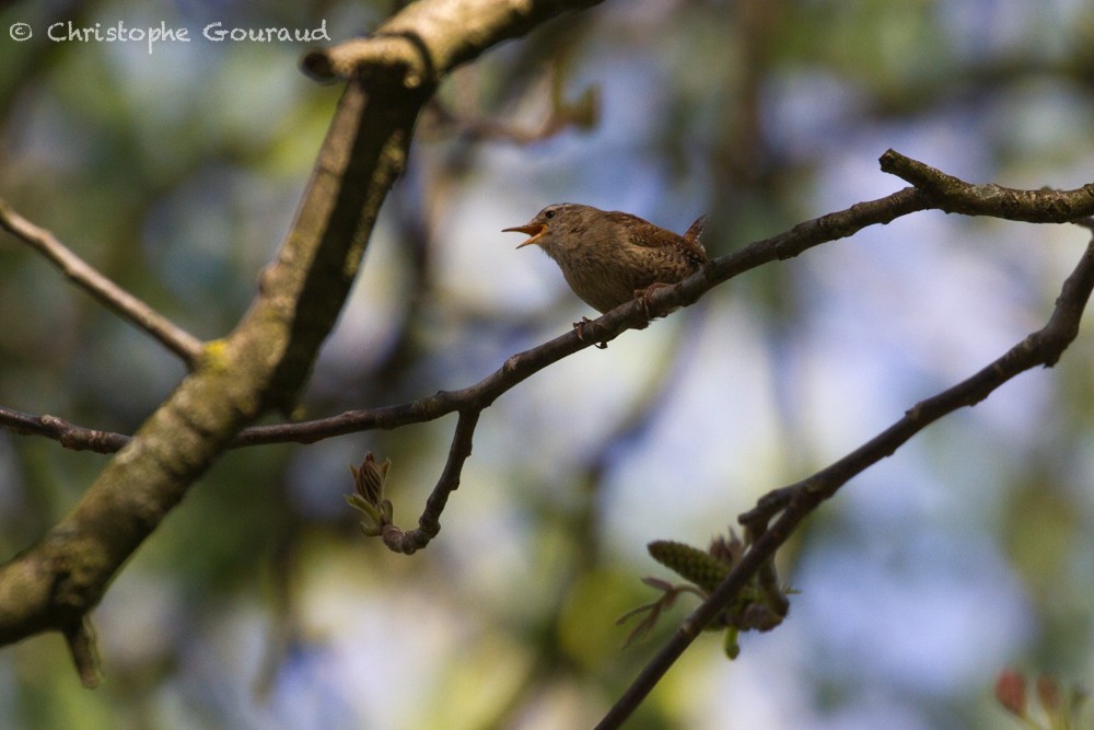 Eurasian Wren (Eurasian) - ML336440981