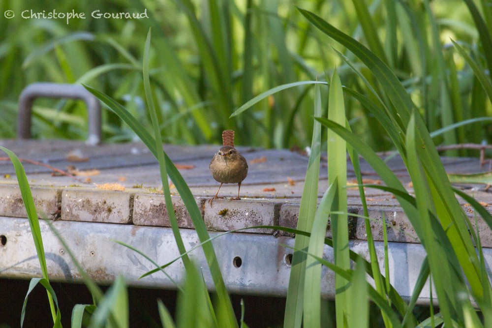 Eurasian Wren (Eurasian) - ML336441011