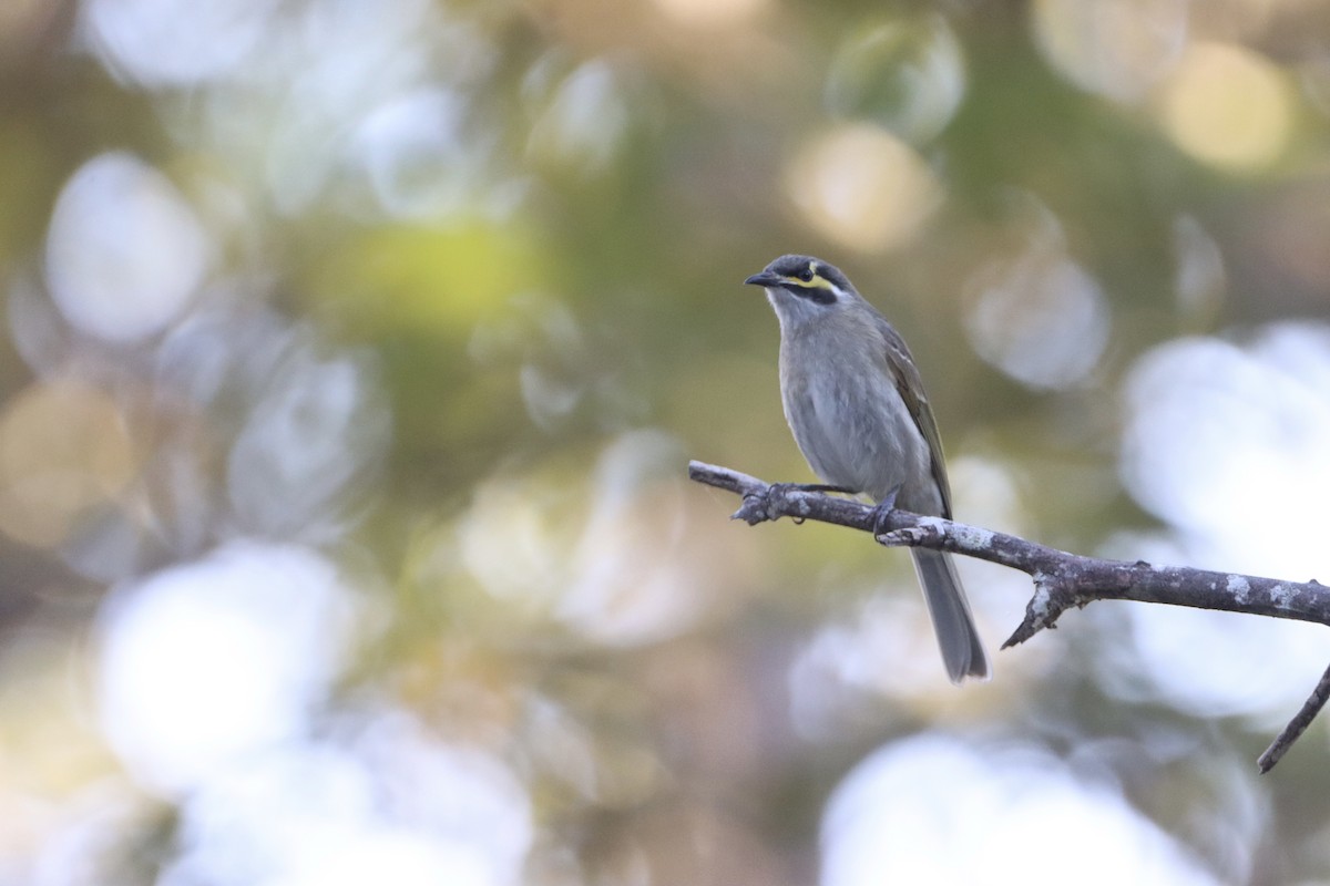 Yellow-faced Honeyeater - ML336441941