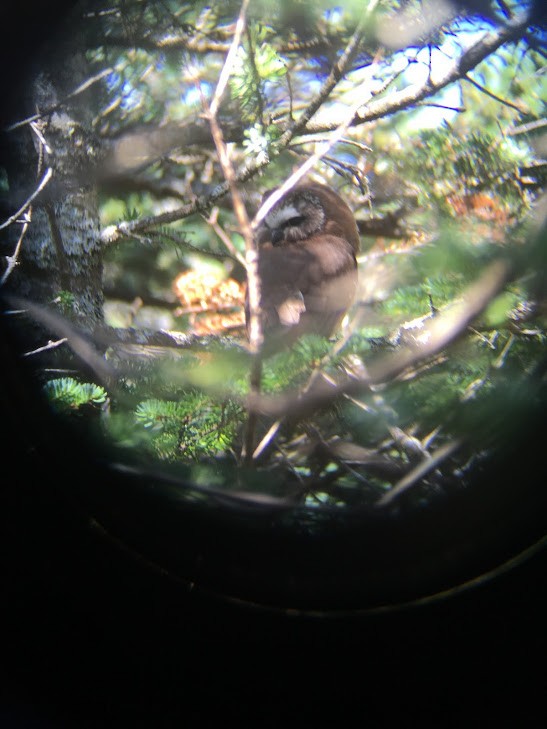 Northern Saw-whet Owl - Jo Robertson