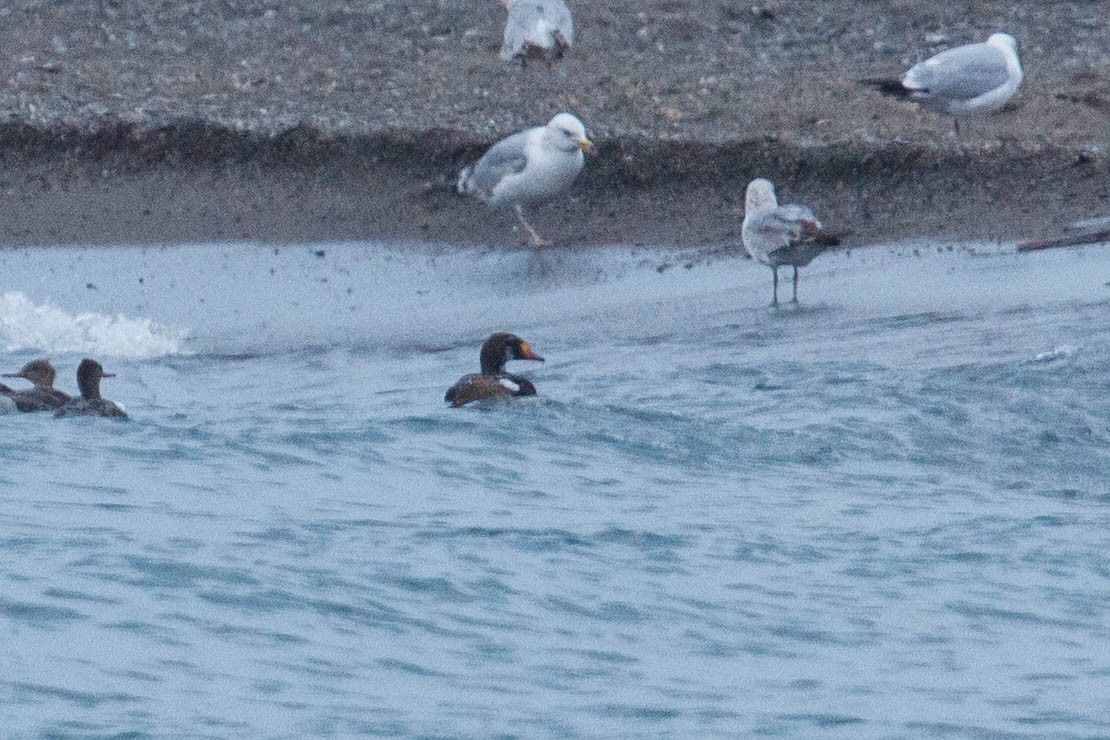 King Eider - ML336444221