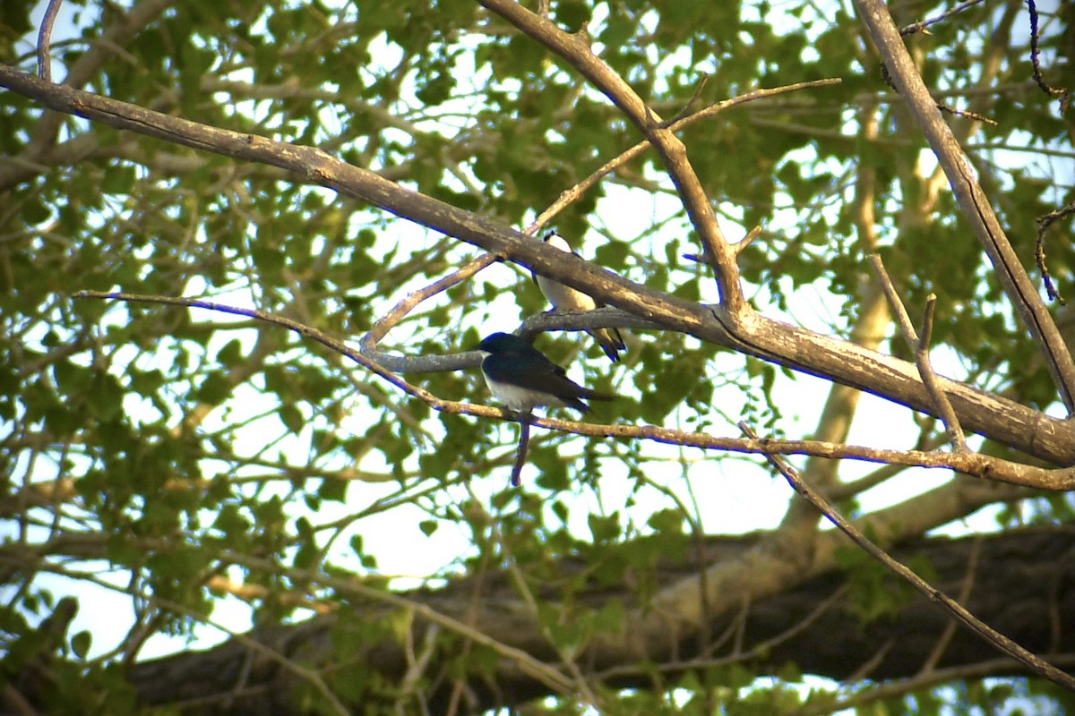 Tree Swallow - ML336445211