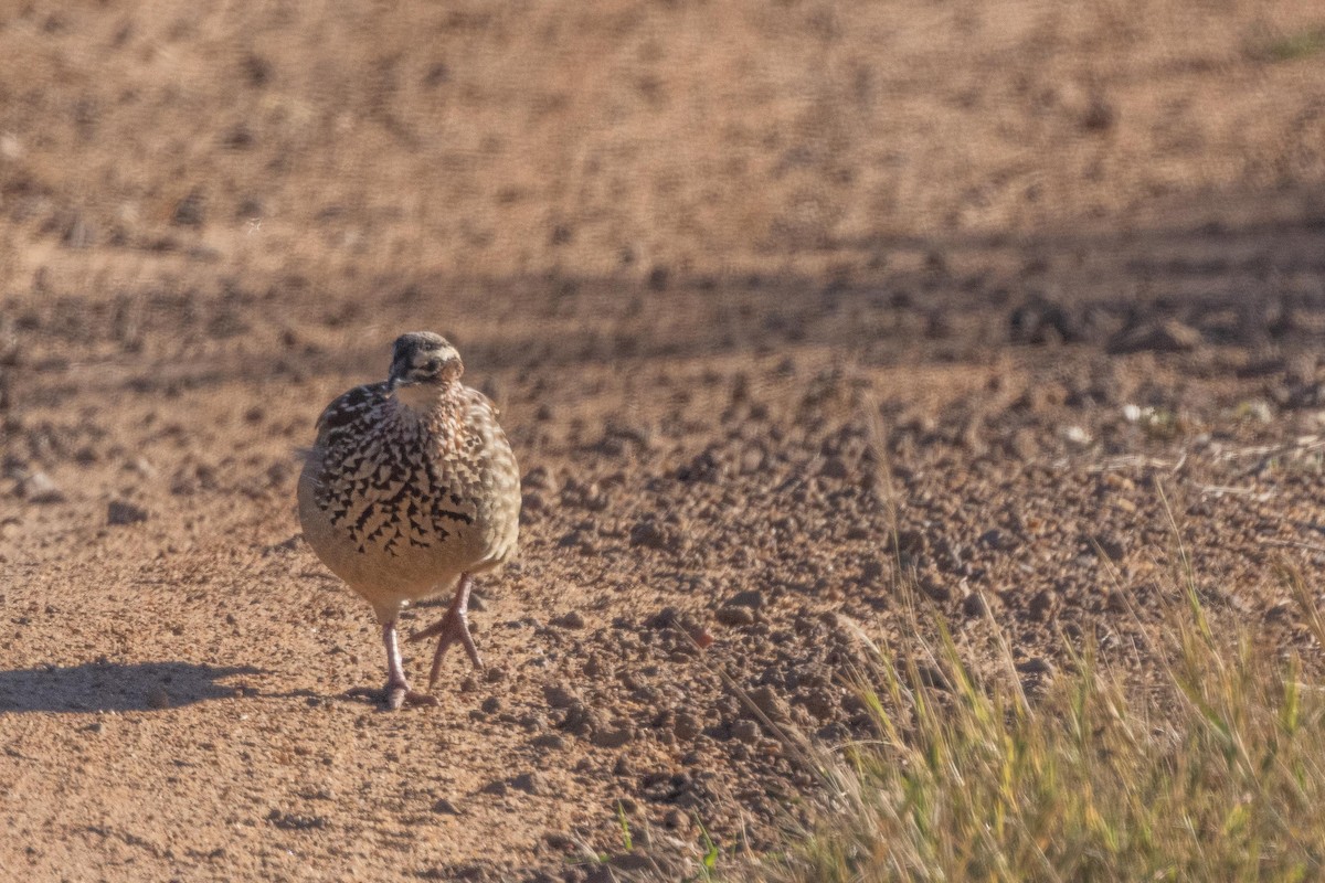 Crested Francolin - ML336446221