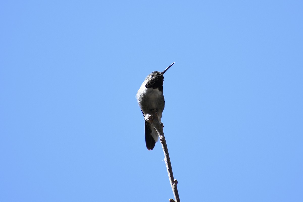 Broad-tailed Hummingbird - ML336446271