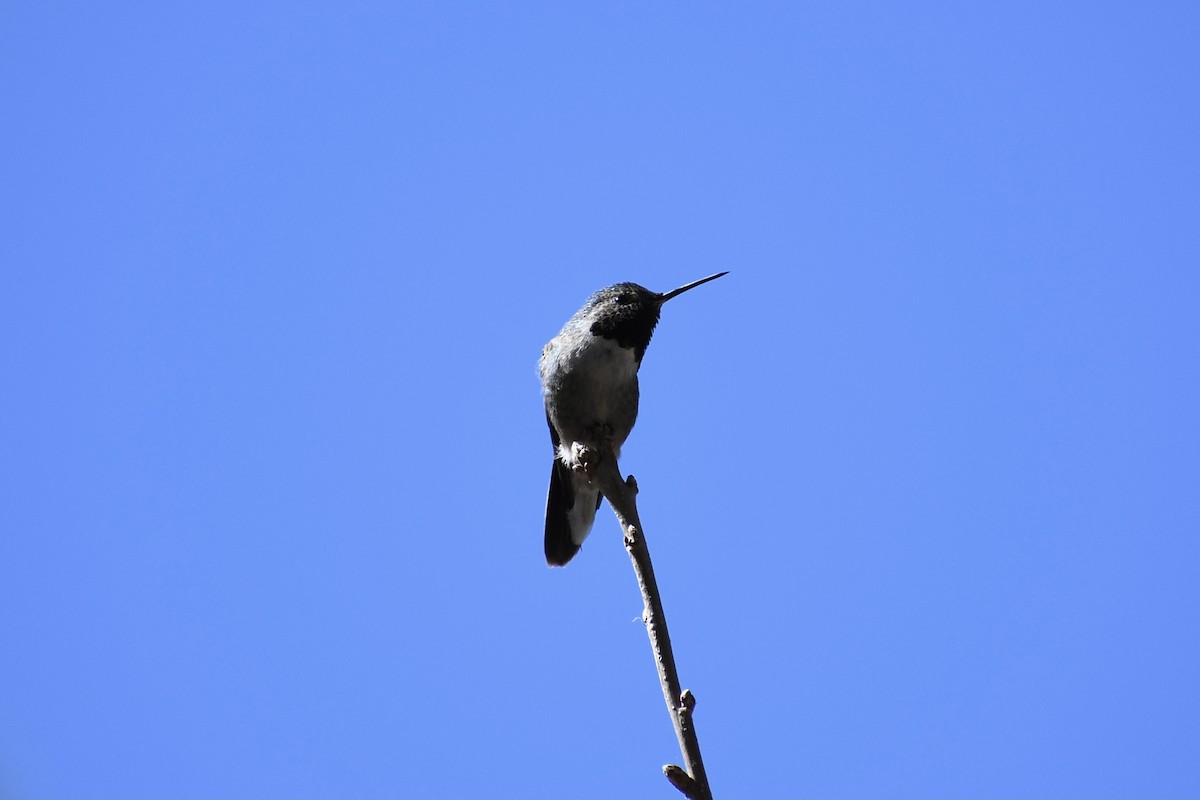 Broad-tailed Hummingbird - Jon Orona