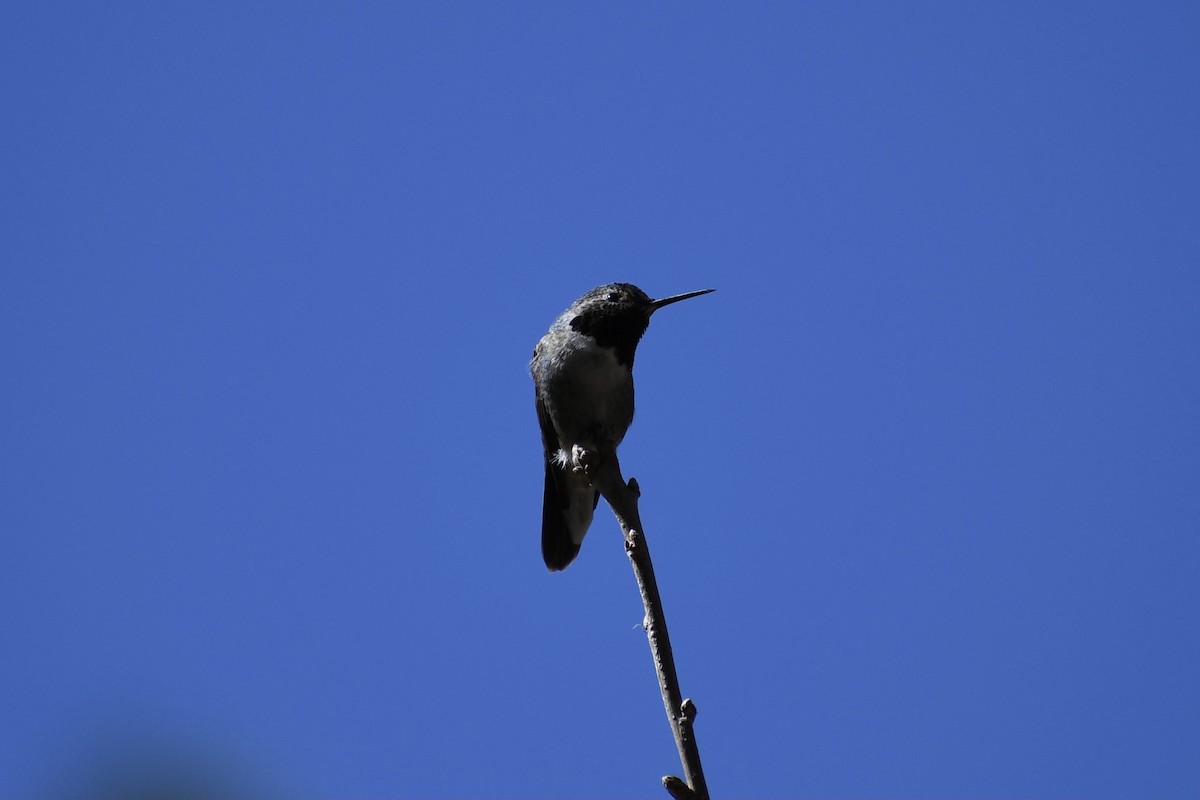 Broad-tailed Hummingbird - Jon Orona