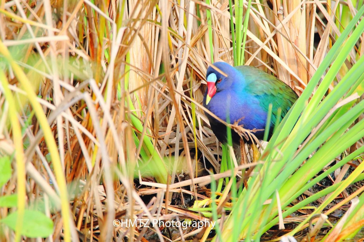 Purple Gallinule - ML336446421