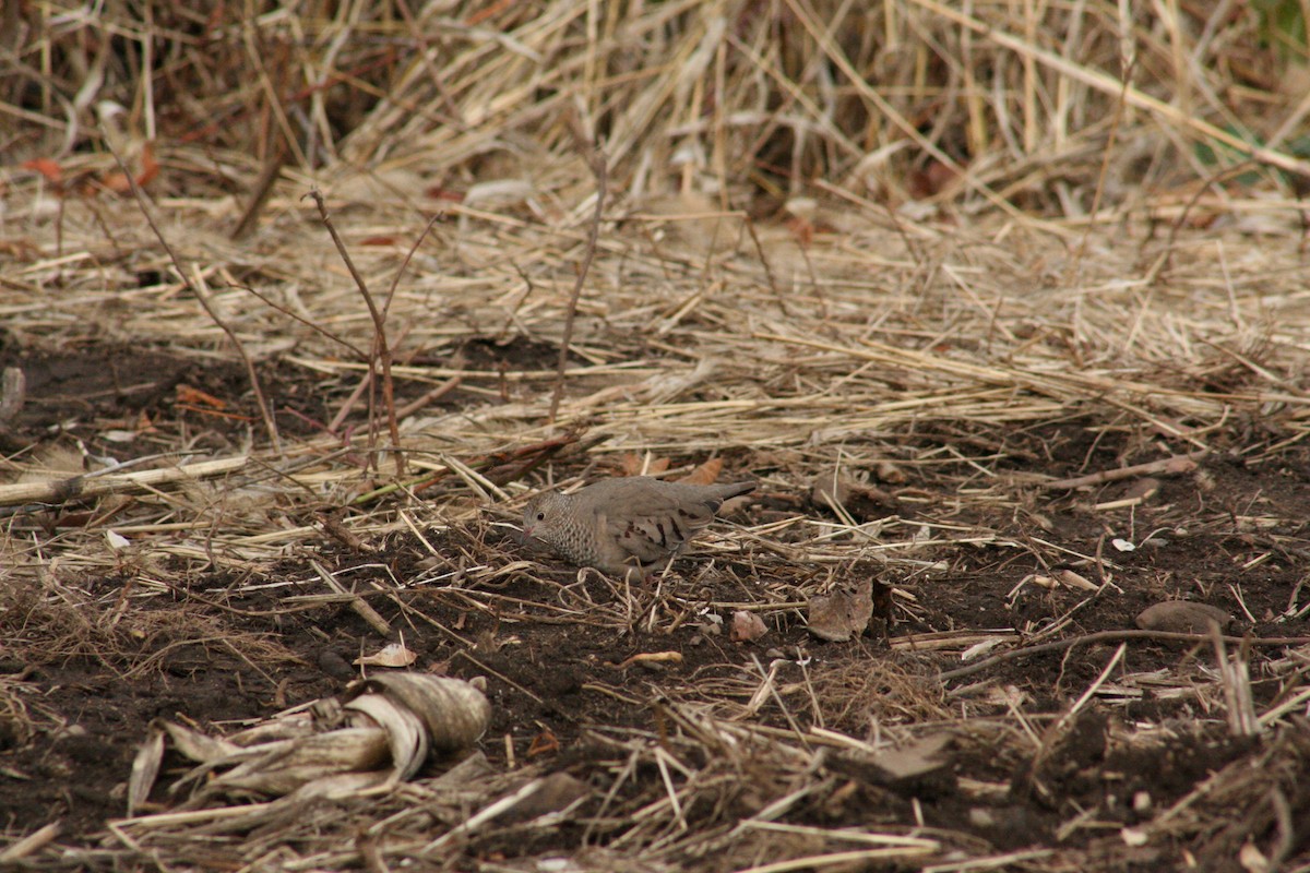 Common Ground Dove - ML336449161