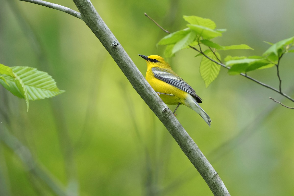 Blue-winged Warbler - ML336449931