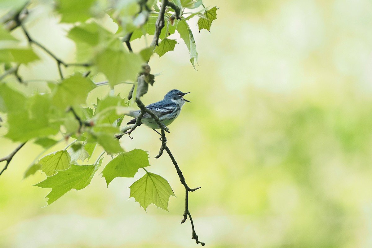 Cerulean Warbler - ML336450191