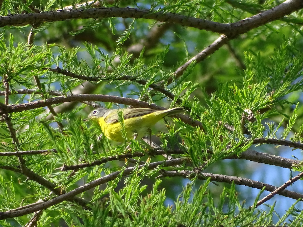 Nashville Warbler - ML336451171